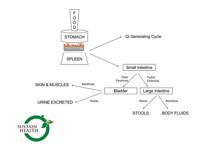 Qi generating cycle
