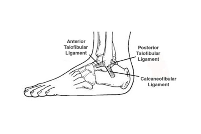 Foot diagram