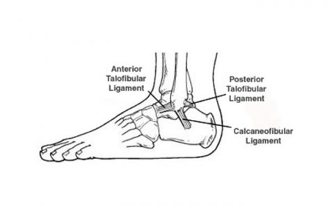 Foot Diagram