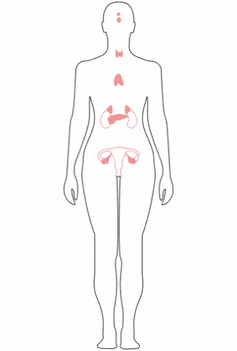 Endocrine Gif